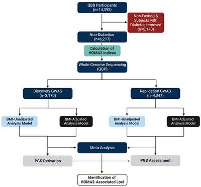 Genome-wide association study and polygenic score assessment of insulin resistance